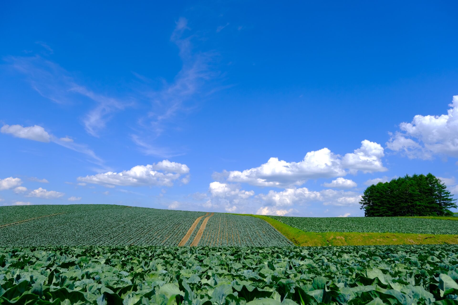 有機農業とは 株式会社オーガニック認定機構（OCO）